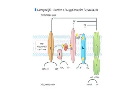 A diagram of Coenzyme Q10's essential role in generating cellular energy.
