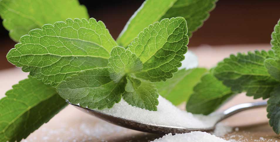 GLOBAL STEVIA MARKET