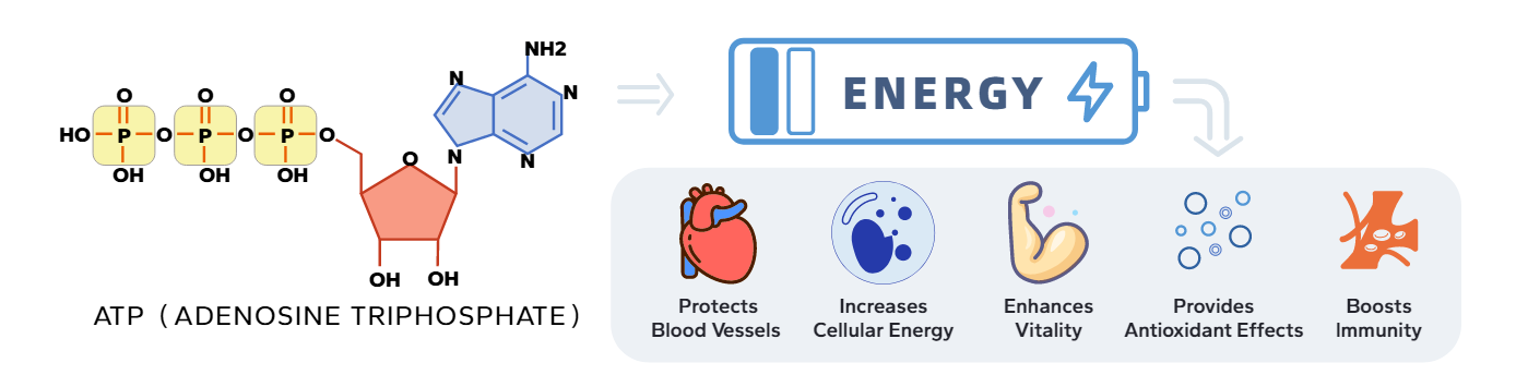 coenzyme q10.png
