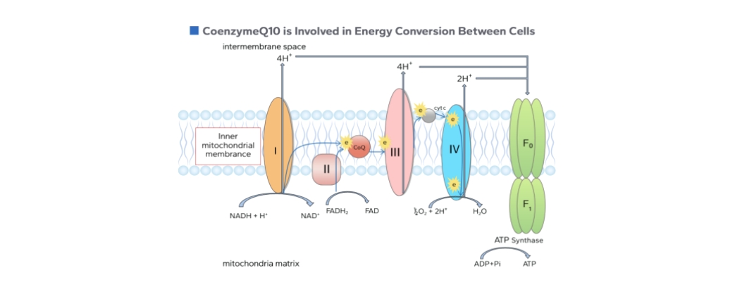 coenzyme q10